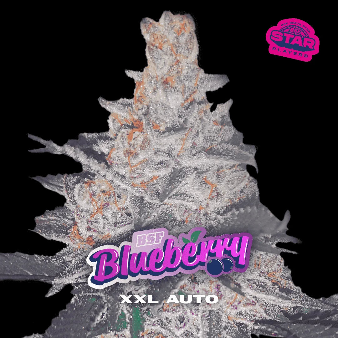 BLUEBERRY XXL AUTO BSF X100