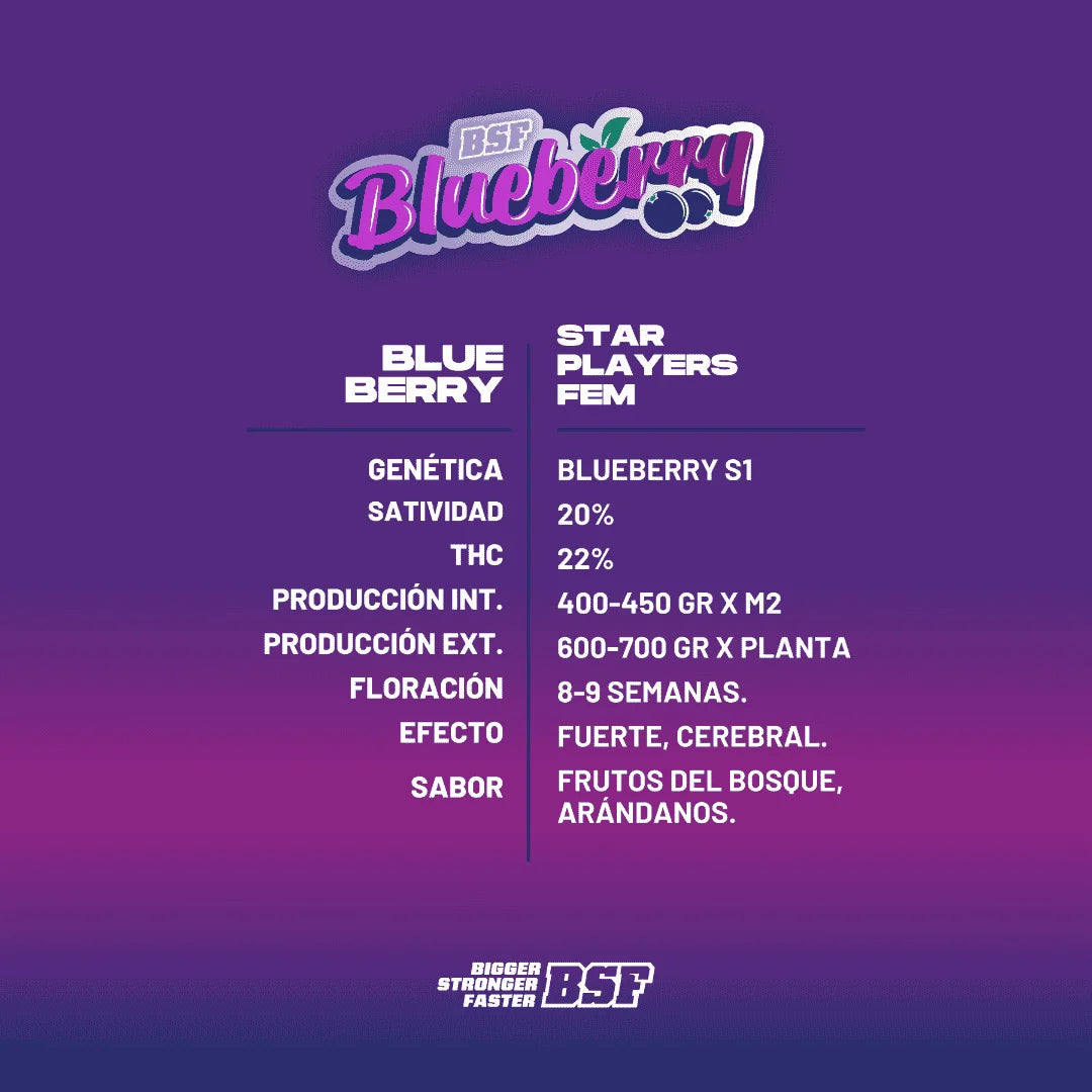 BLUEBERRY FEM X2 BSF