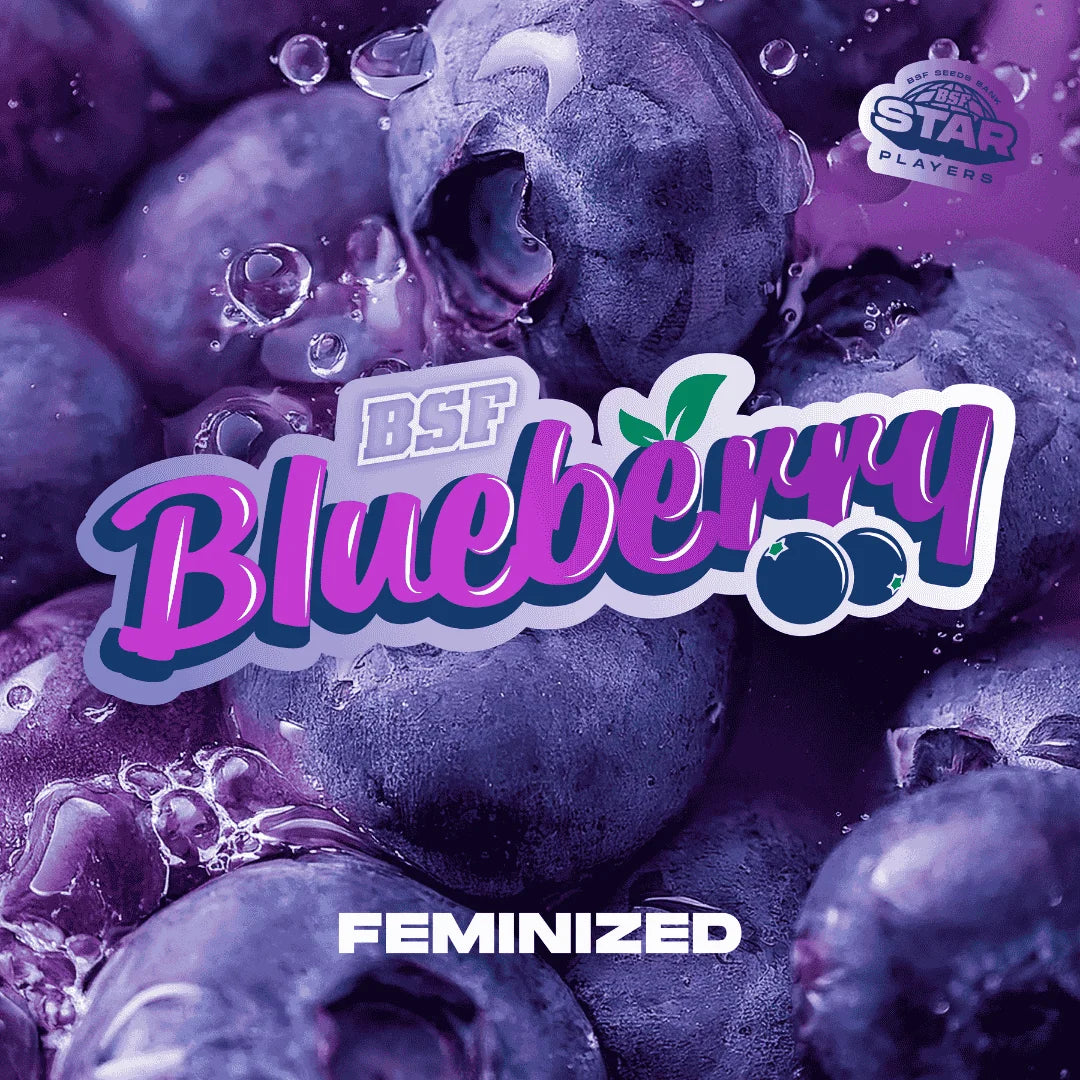 BLUEBERRY FEM X2 BSF