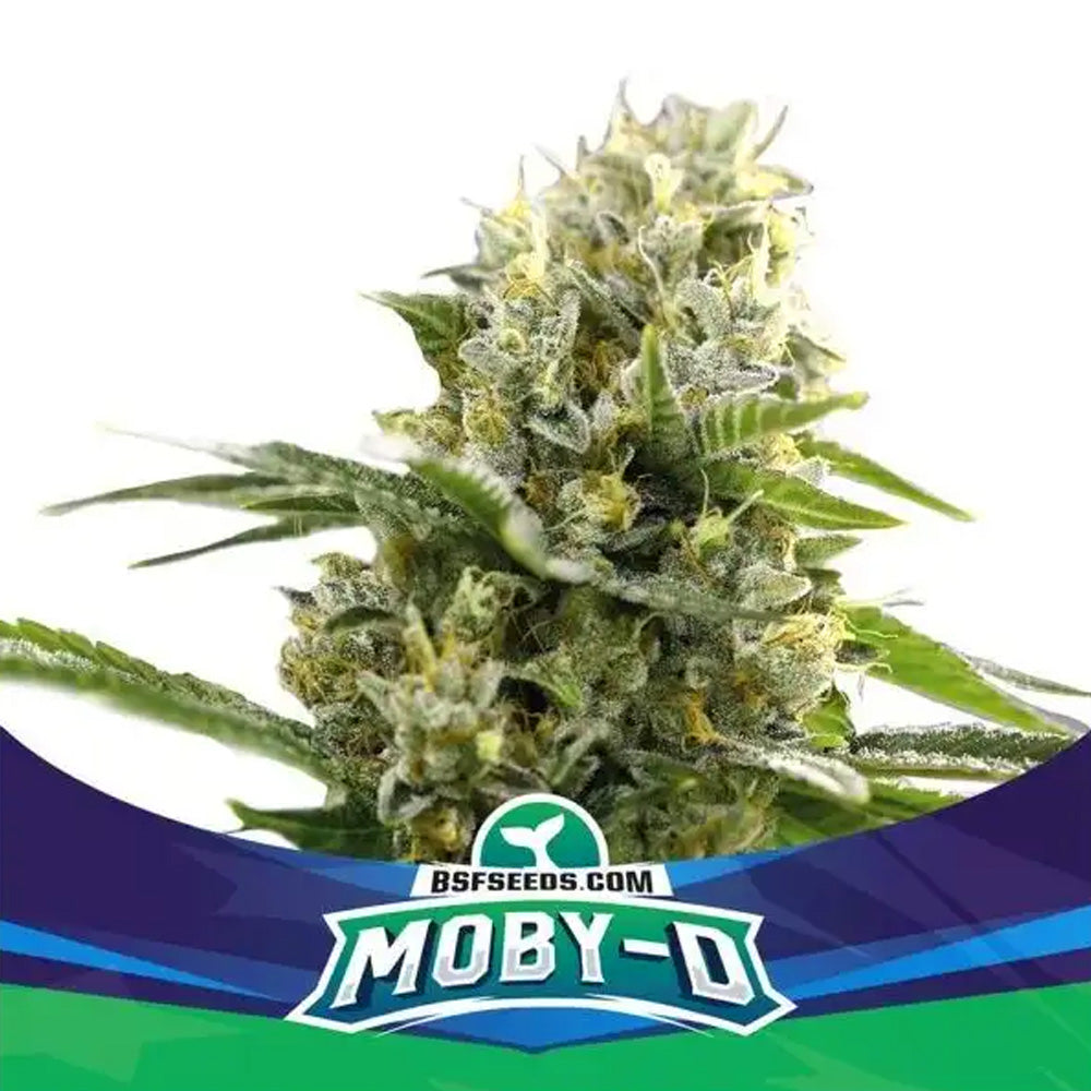 BSF MOBY-D XXL AUTO X4