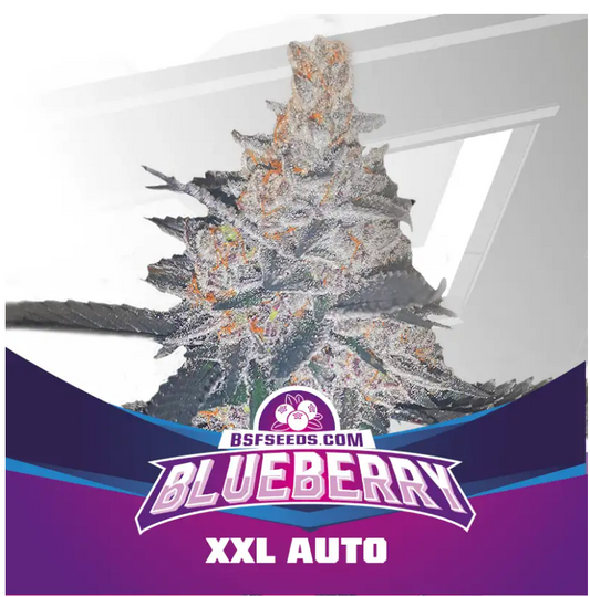 BLUEBERRY AUTO BSF X100