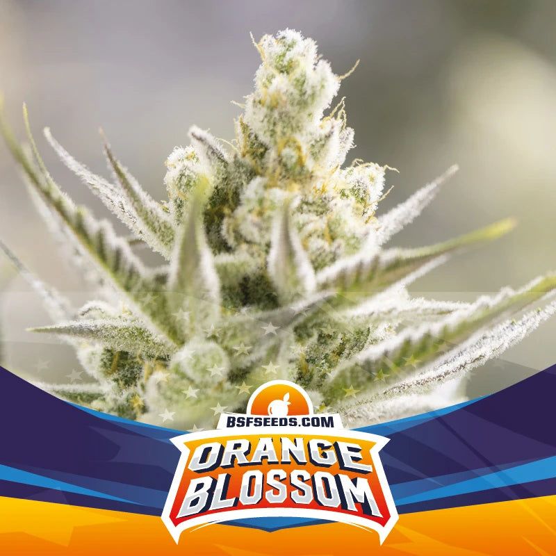 ORANGE BLOSSOM XXL AUTO X12 BSF SEEDS