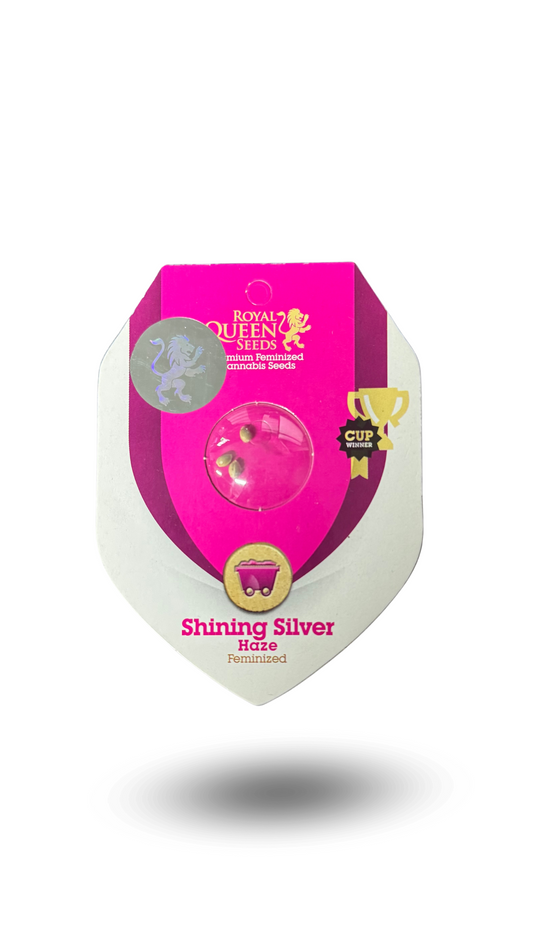 SHINING SILVER HAZE FEM X3 ROYAL QUEEN SEEDS