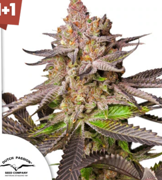 MELONADE RUNTZ x3 DUTCH PASSION