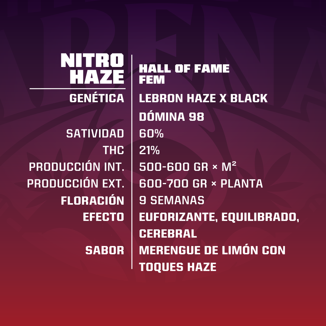 NITRO HAZE FEM X4 BSF SEEDS