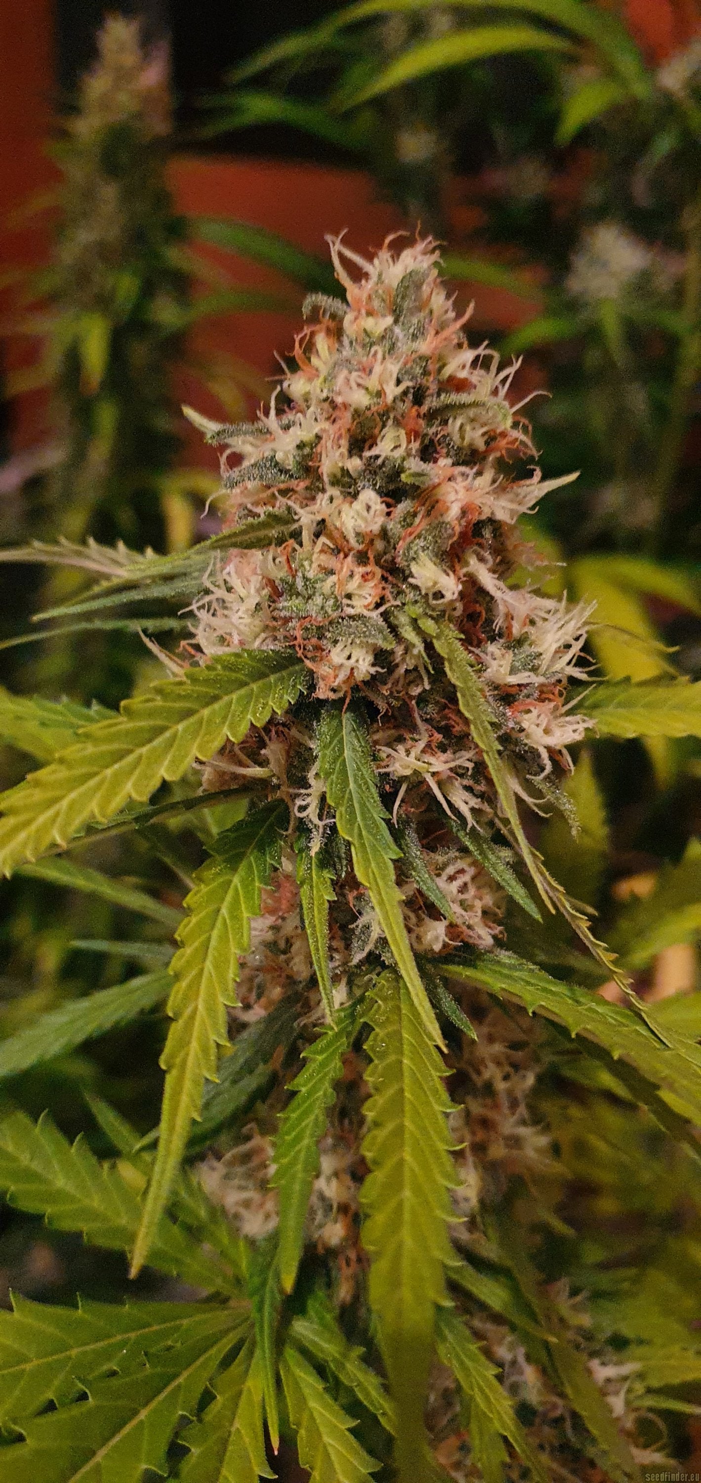 SHERBET QUEEN FEM X5 ROYAL QUEEN SEEDS