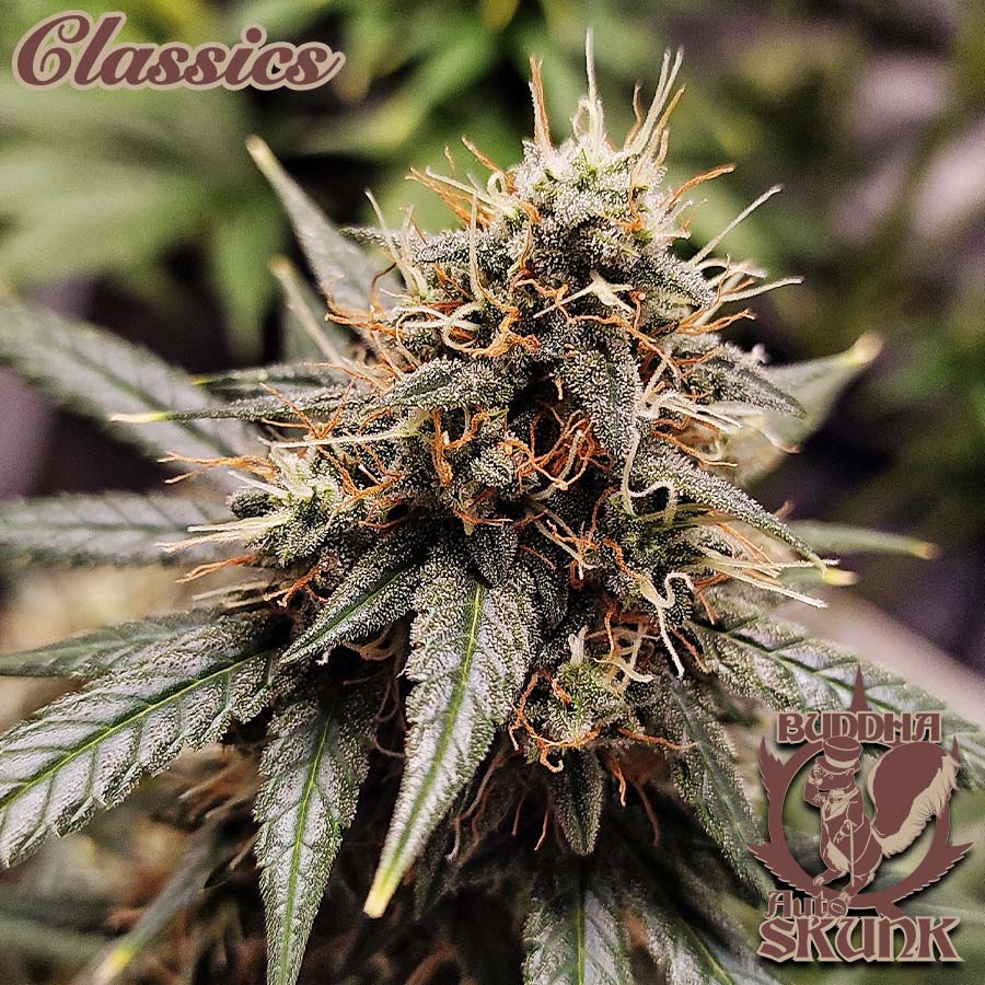 BUDDHA AUTO SKUNK CLASSICS 3+1 BUDDHA SEEDS