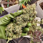 BUDDHA AUTO SKUNK CLASSICS 3+1 BUDDHA SEEDS