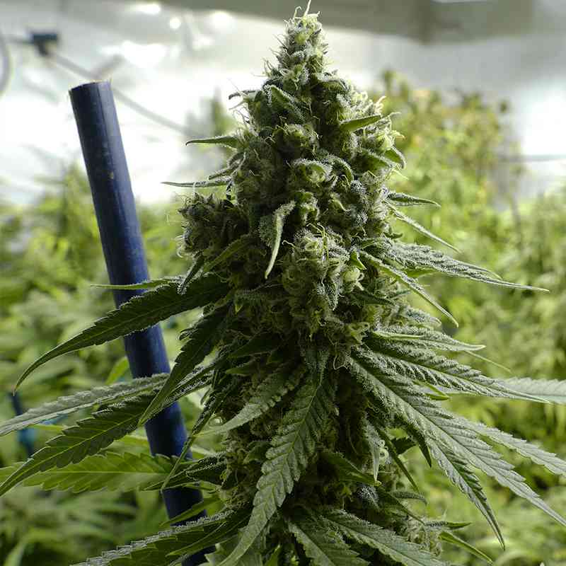 SUPER LEMON HAZE FEM X12 BSF SEEDS