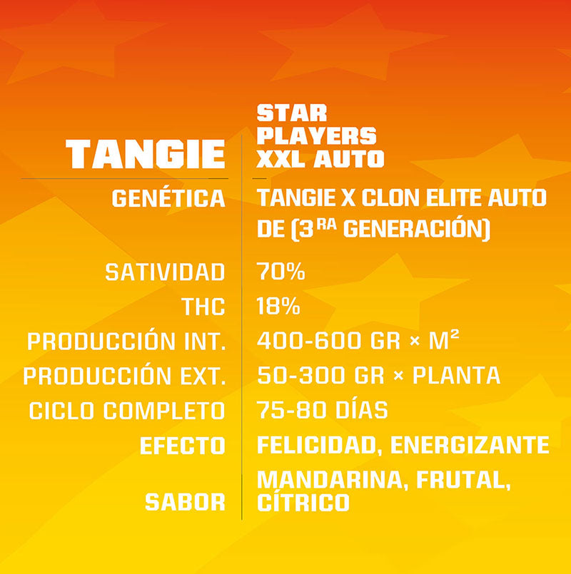 TANGIE XXL AUTO X12 BSF SEEDS