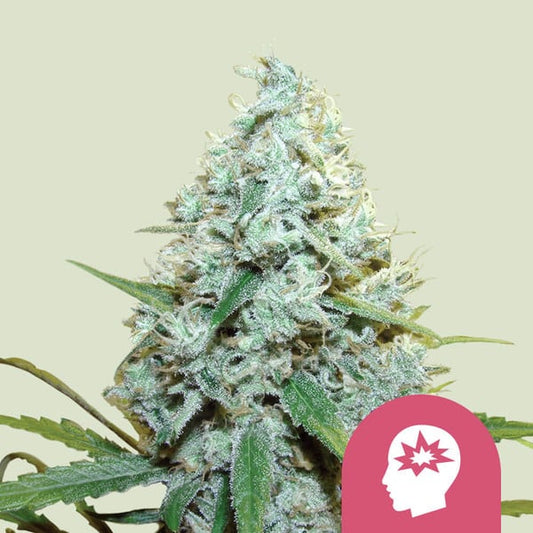 AMG - Amnesia Mac Ganja FEM X10 ROYAL QUEEN SEEDS