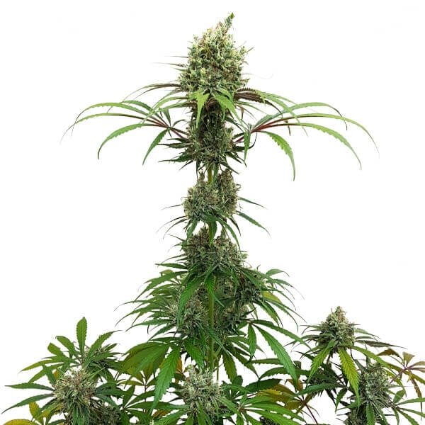AMG - Amnesia Mac Ganja FEM X1 ROYAL QUEEN SEEDS
