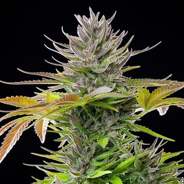 AMG - Amnesia Mac Ganja FEM X10 ROYAL QUEEN SEEDS