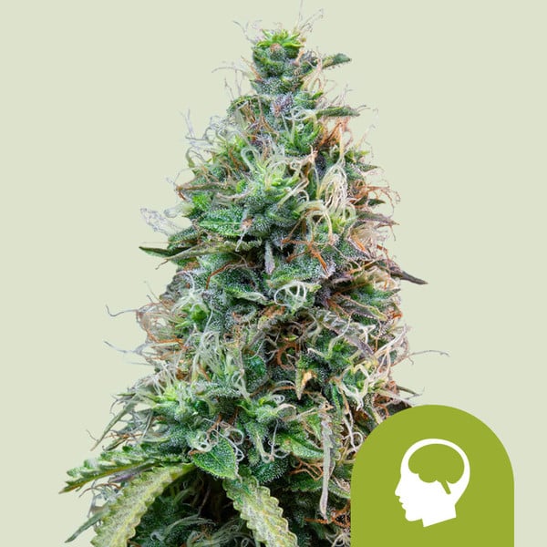 AMNESIA HAZE AUTO X10 ROYAL QUEEN SEEDS