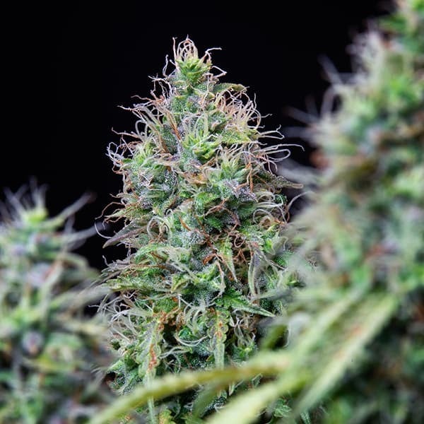 AMNESIA HAZE AUTO X10 ROYAL QUEEN SEEDS