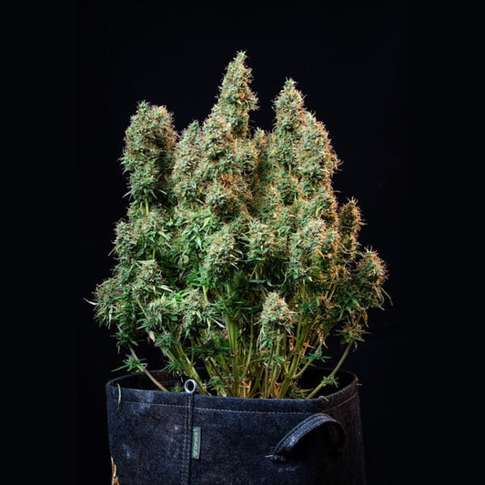 AMNESIA HAZE AUTO X10 ROYAL QUEEN SEEDS