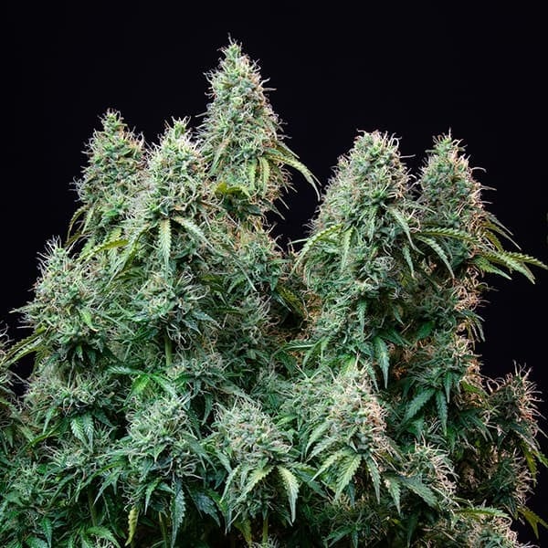 AMNESIA HAZE AUTO X10 ROYAL QUEEN SEEDS