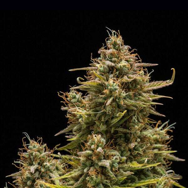 BLUE CHEESE AUTO X10 ROYAL QUEEN SEEDS
