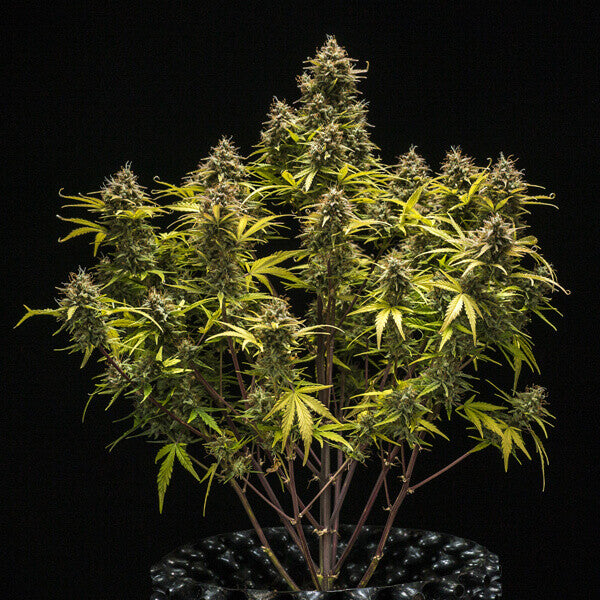 BLUE CHEESE AUTO X10 ROYAL QUEEN SEEDS