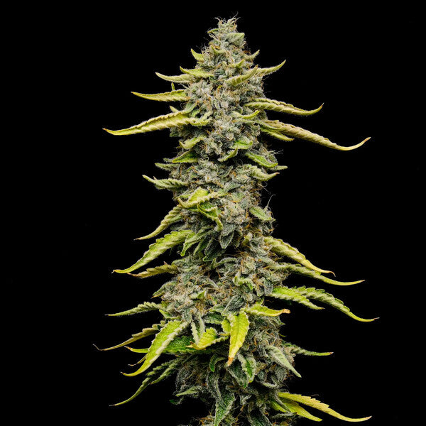 BLUE CHEESE FEM X5 ROYAL QUEEN SEEDS