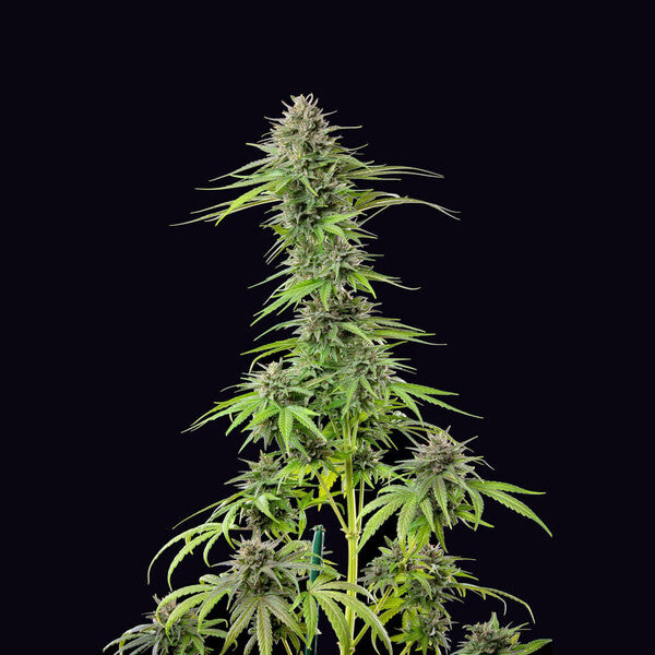BLUE CHEESE FEM X5 ROYAL QUEEN SEEDS