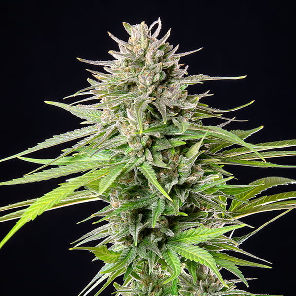 BLUE CHEESE FEM X5 ROYAL QUEEN SEEDS