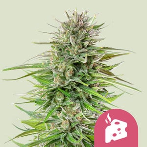 BLUE CHEESE FEM X5 ROYAL QUEEN SEEDS
