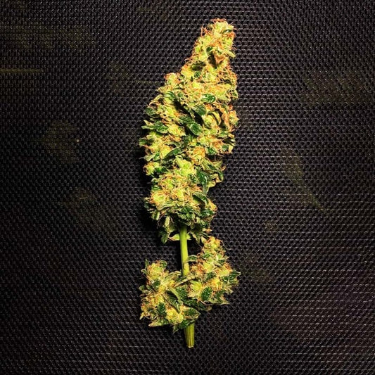 BLUE MYSTIC FEM X10 ROYAL QUEEN SEEDS