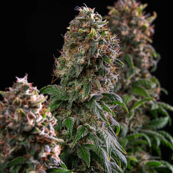 BLUE MYSTIC FEM X5 ROYAL QUEEN SEEDS