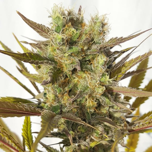 BLUE MYSTIC FEM X10 ROYAL QUEEN SEEDS