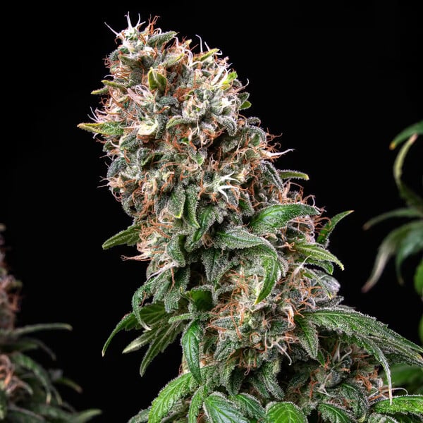 BLUE MYSTIC FEM X5 ROYAL QUEEN SEEDS