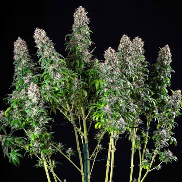 BLUE MYSTIC FEM X1 ROYAL QUEEN SEEDS