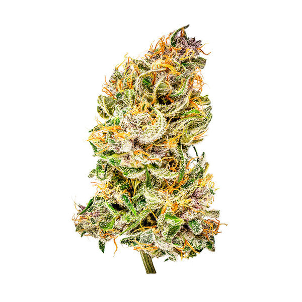 BUBBLE KUSH AUTO X10 ROYAL QUEEN SEEDS