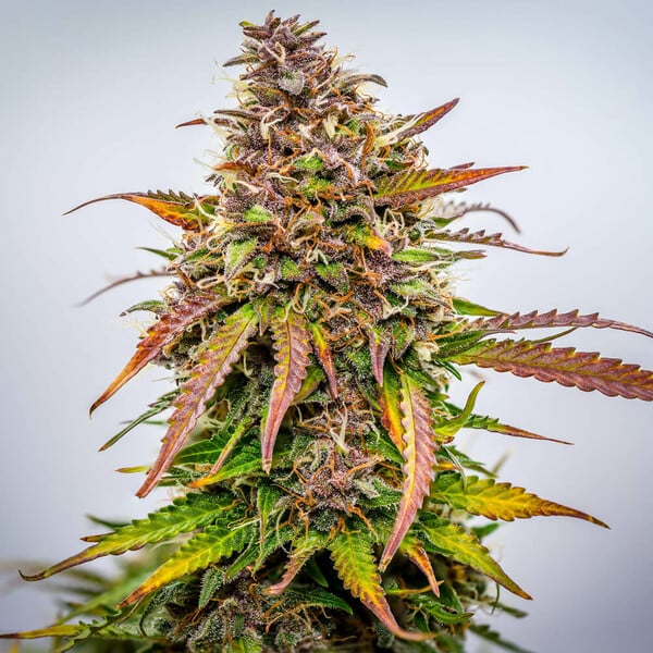 BUBBLE KUSH AUTO X10 ROYAL QUEEN SEEDS