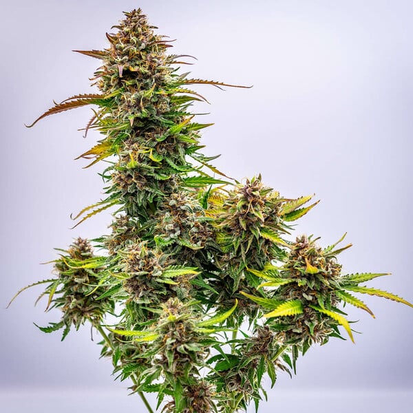 BUBBLE KUSH AUTO X10 ROYAL QUEEN SEEDS