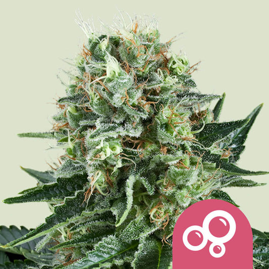 BUBBLE KUSH FEM X10 ROYAL QUEEN SEEDS