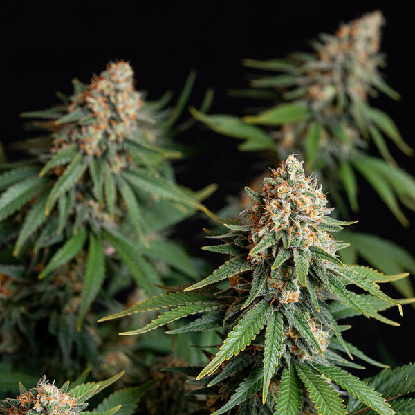 BUBBLE KUSH FEM X10 ROYAL QUEEN SEEDS