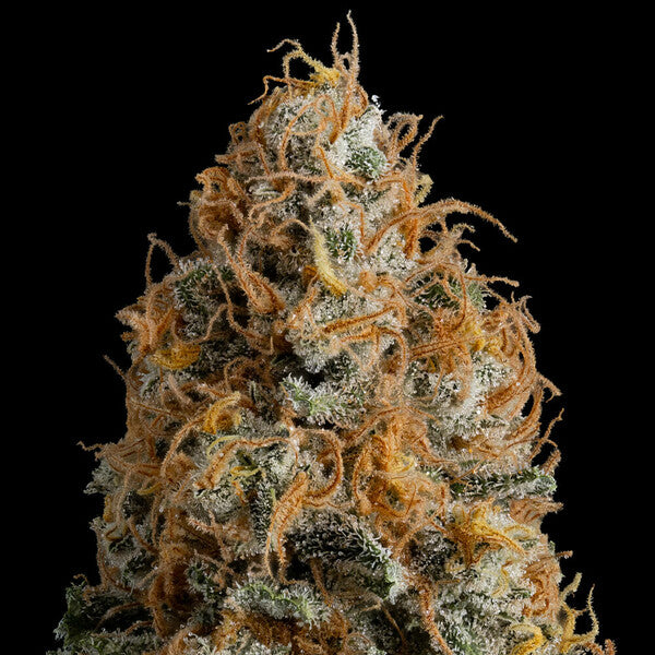 BUBBLE KUSH FEM X10 ROYAL QUEEN SEEDS