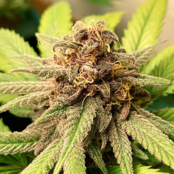 BUBBLE KUSH FEM X10 ROYAL QUEEN SEEDS