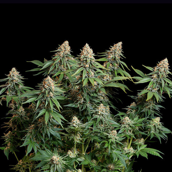 BUBBLE KUSH FEM X10 ROYAL QUEEN SEEDS