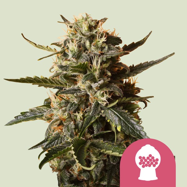 BUBBLEGUM XL FEM X10 ROYAL QUEEN SEEDS