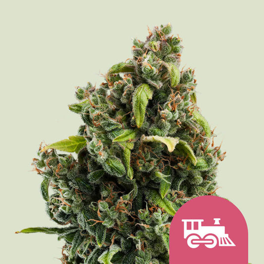 CANDY KUSH EXPRESS FAST X10 ROYAL QUEEN SEEDS