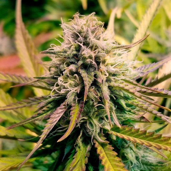 CANDY KUSH EXPRESS FAST X10 ROYAL QUEEN SEEDS