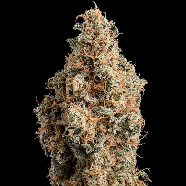 CHOCOLATE HAZE FEM X3 ROYAL QUEEN SEEDS