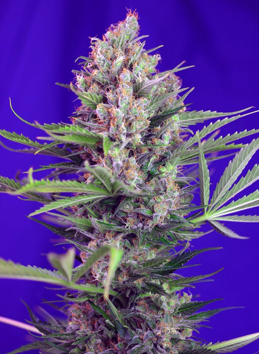 CREAM MANDARINE F1 X25 SWEET SEEDS