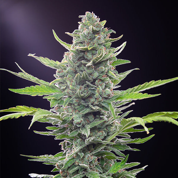 ROYAL CRITICAL AUTO X1 ROYAL QUEEN SEEDS