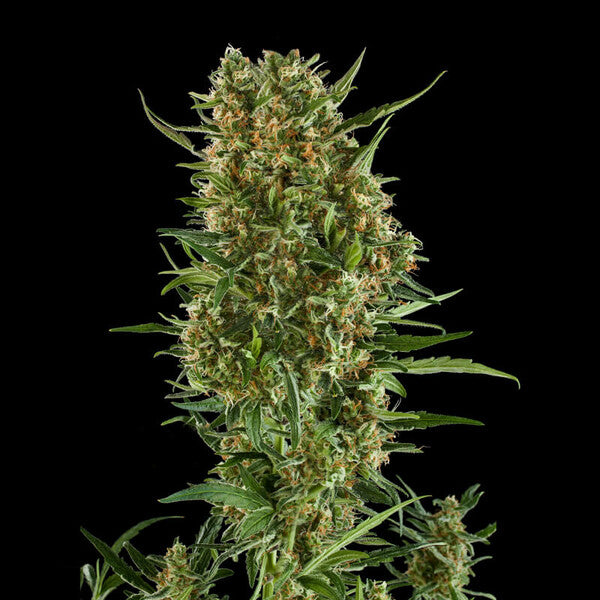 ROYAL CRITICAL AUTO X1 ROYAL QUEEN SEEDS