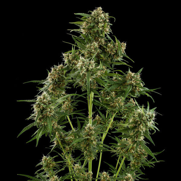 ROYAL CRITICAL AUTO X1 ROYAL QUEEN SEEDS