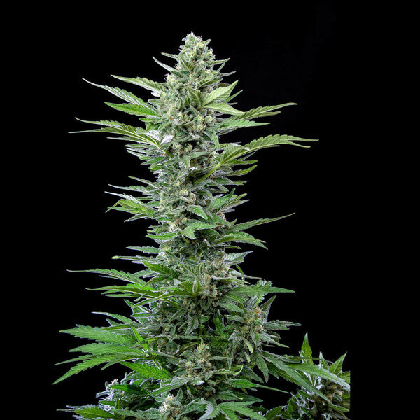 ROYAL CRITICAL AUTO X1 ROYAL QUEEN SEEDS