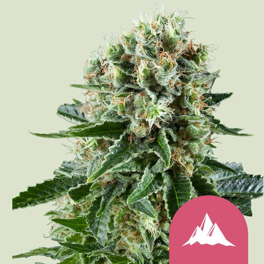 CRITICAL KUSH FEM X 3 ROYAL QUEEN SEEDS